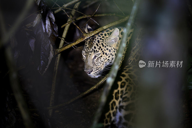 动物:成年雌豹(Panthera pardus)。